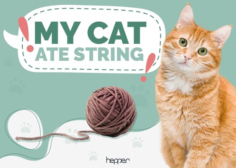 My Cat Ate String but Is Acting Normal, What Should I Do? | Hepper Pet ...