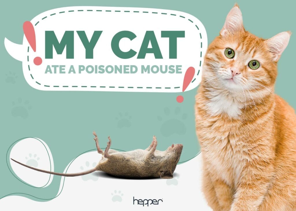 My Cat Ate a Poisoned Mouse, What Should I Do