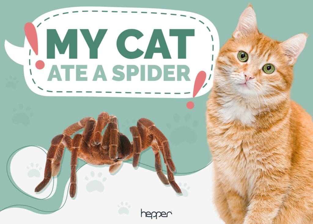 My Cat Ate a Spider