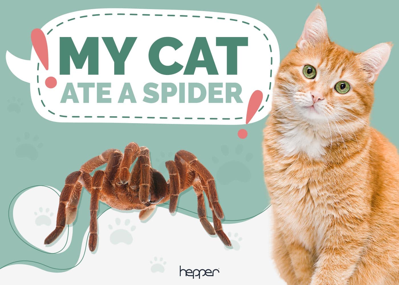 My Cat Ate a Spider