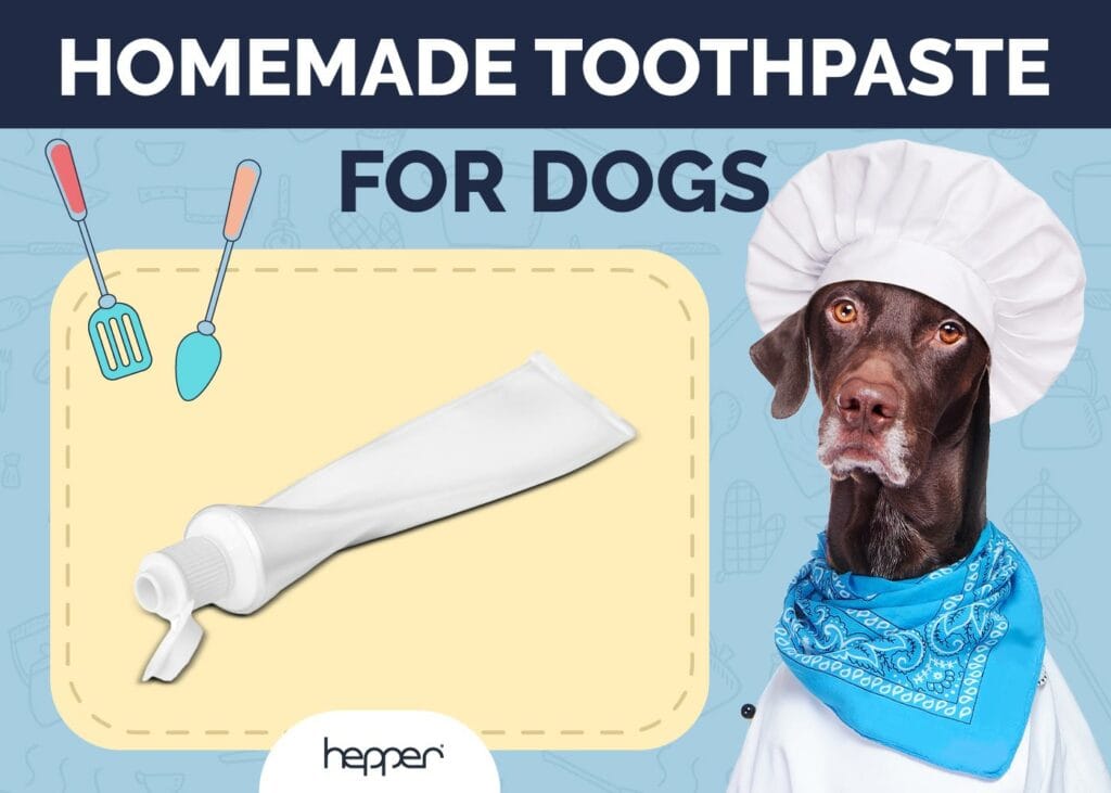 Homemade Toothpaste for Dogs