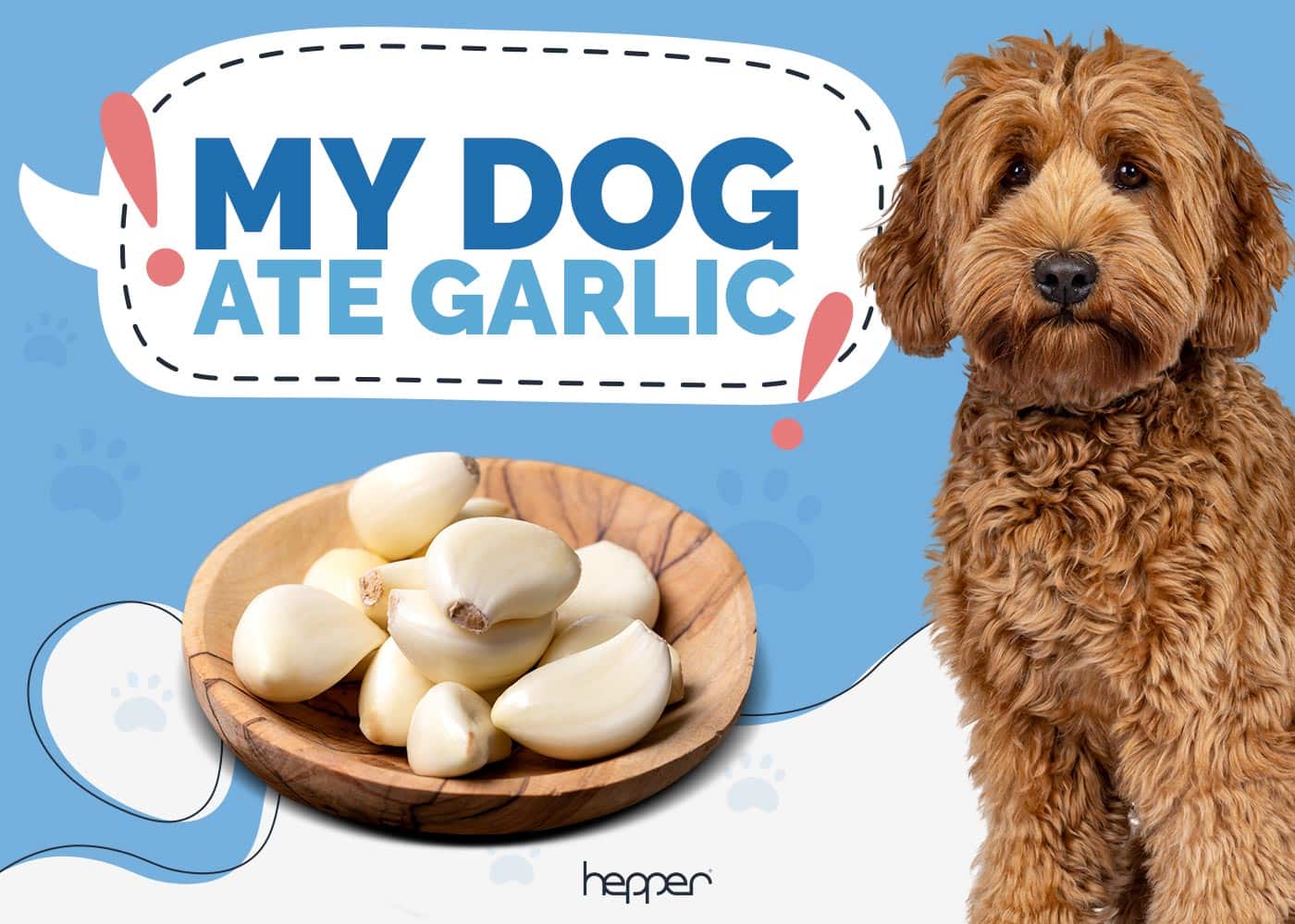 My Dog Ate Garlic