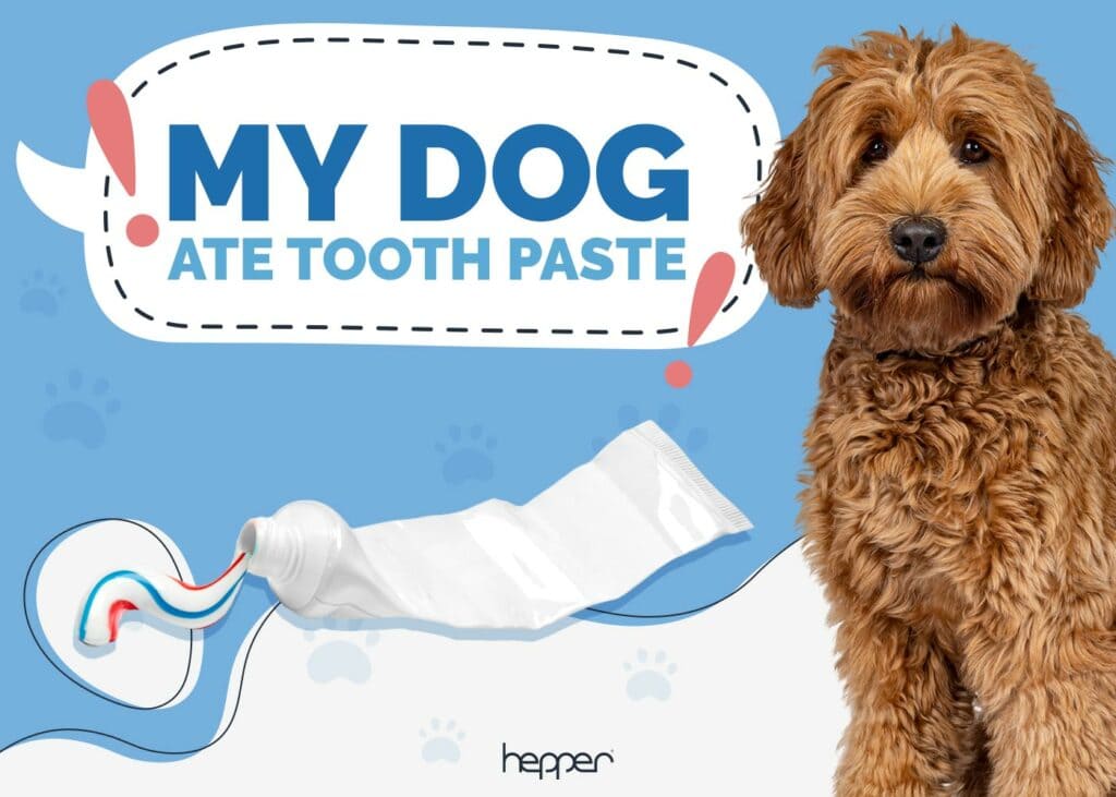 My Dog Ate Toothpaste