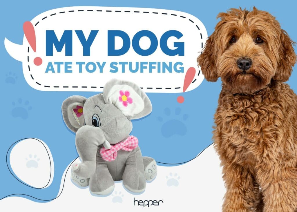 My Dog Ate Toy Stuffing