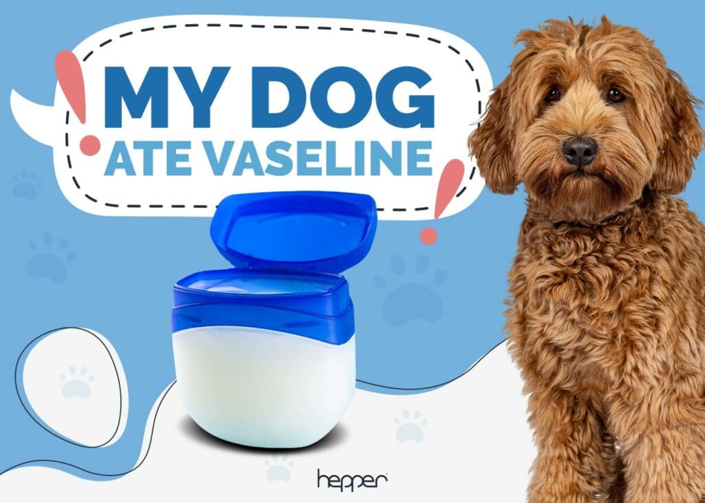 My Dog Ate Vaseline