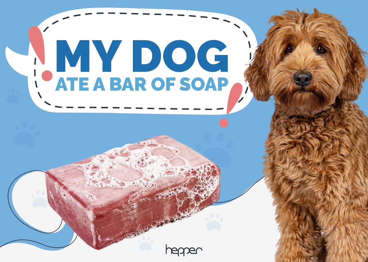 My Dog Ate a Bar of Soap