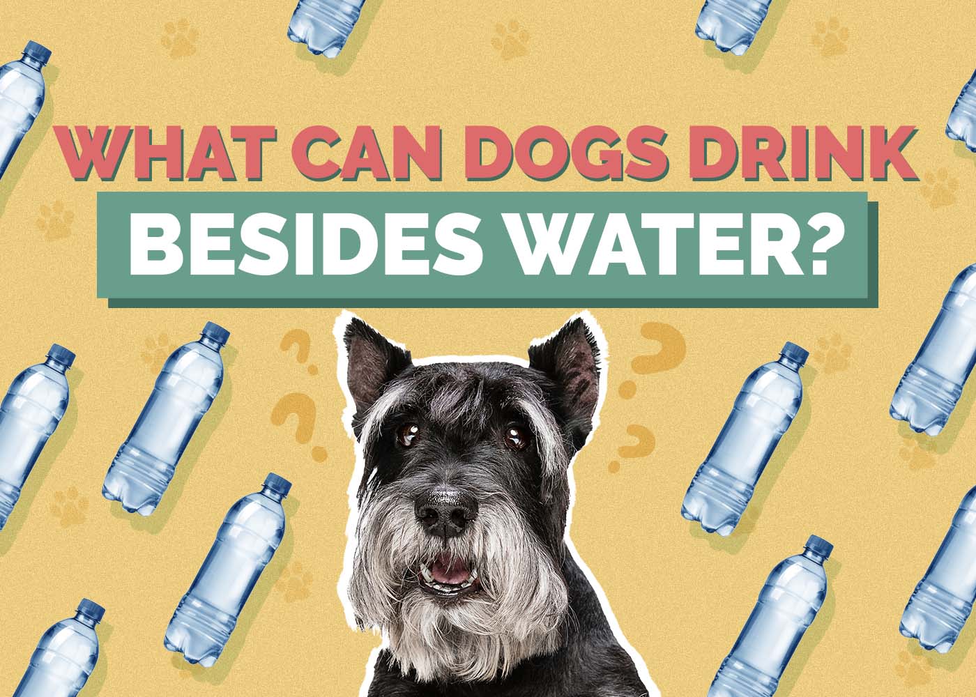 Hepper_ What Can Dogs Drink_Besides Water
