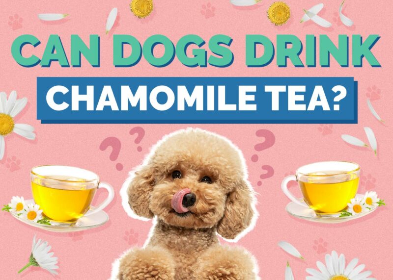 Hepper_Can Dogs Drink_Chamomile Tea