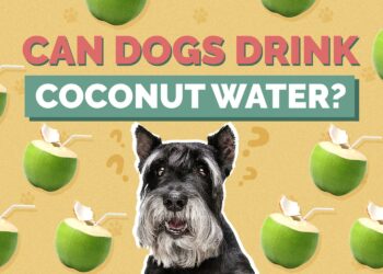 Can Dogs Drink Coconut Water? Nutrition Facts & FAQ Hepper Pet Resources