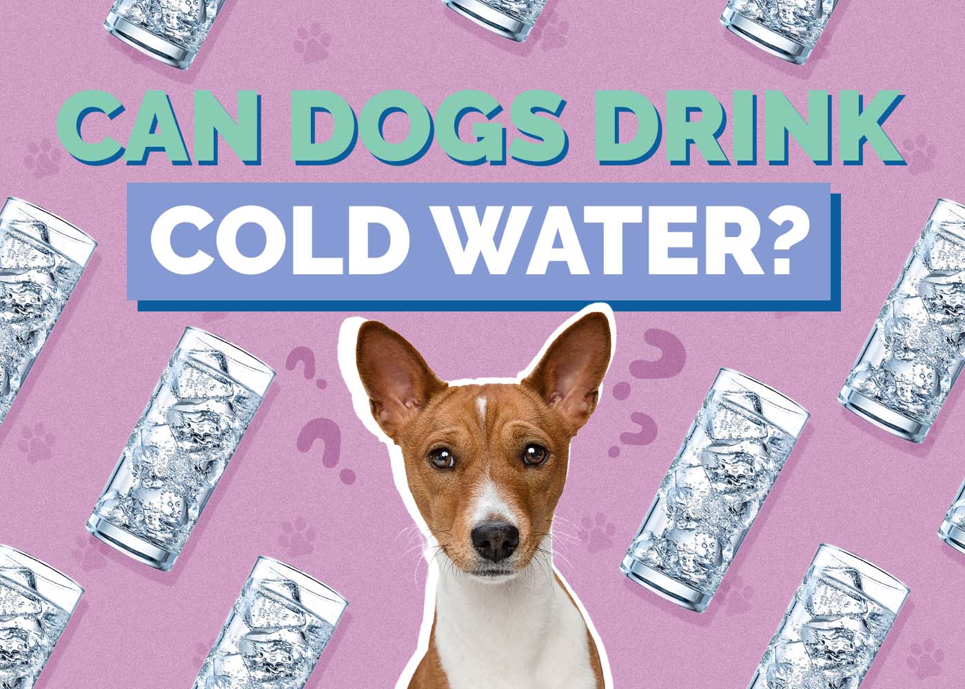 Hepper_Can Dogs Drink_Cold Water