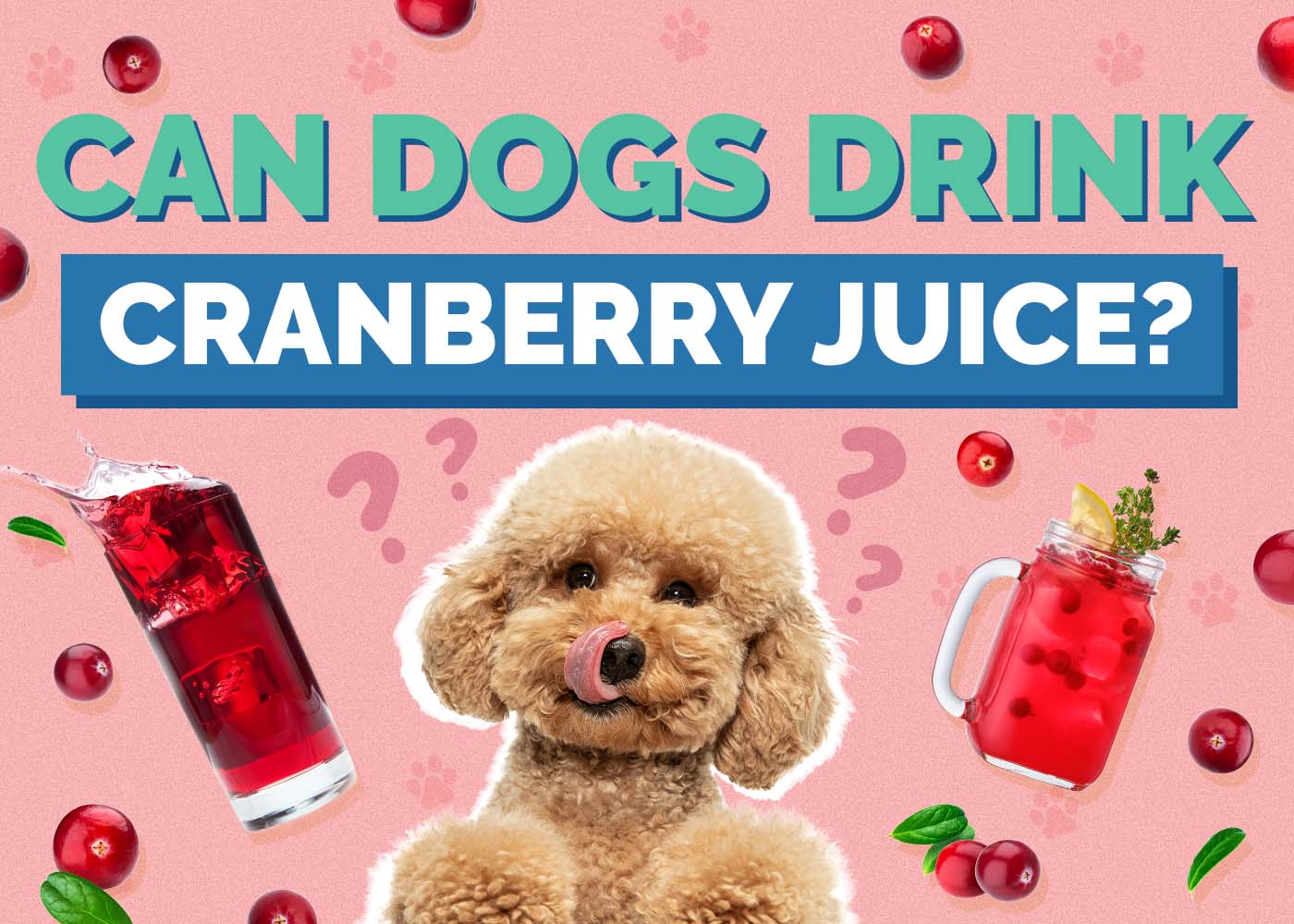 Hepper_Can Dogs Drink_Cranberry Juice
