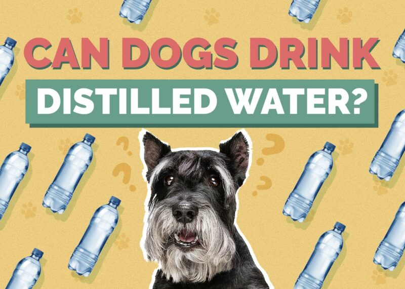 Hepper_Can Dogs Drink_Distilled Water