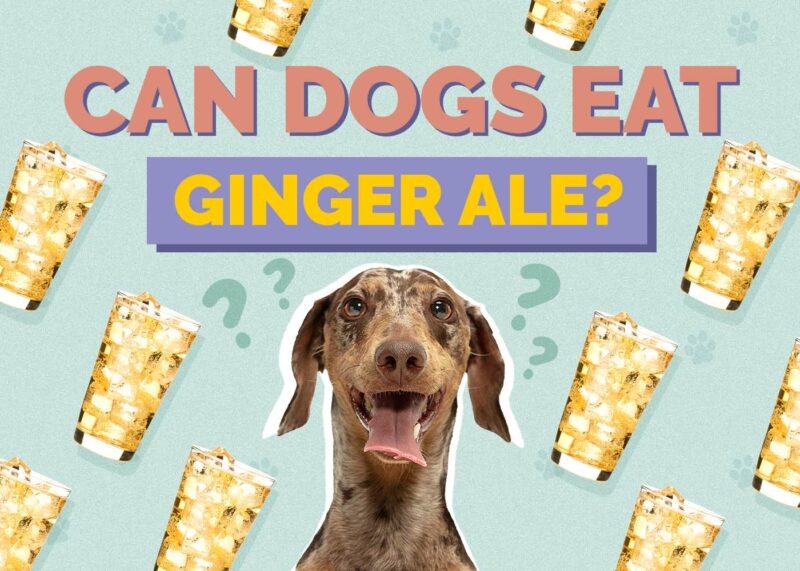 Hepper_Can Dogs Drink_Ginger Ale