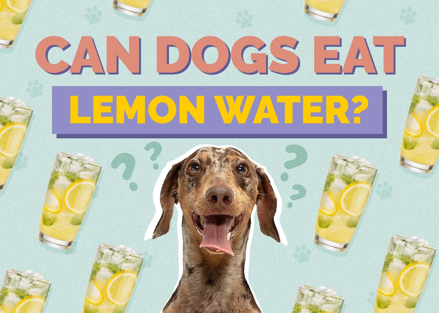 Hepper_Can Dogs Drink_Lemon Water
