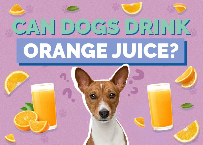 Hepper_Can Dogs Drink_Orange Juice