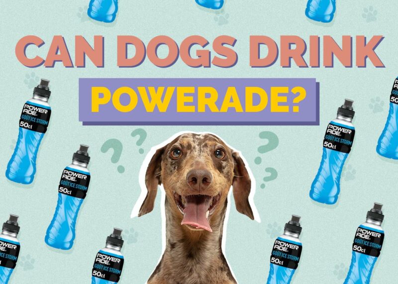 Hepper_Can Dogs Drink_Powerade