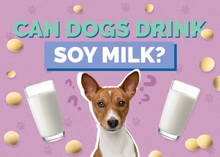 Image showcasing Can Dogs Eat Soybeans? Vet Approved Advice | Hepper Pet Resources