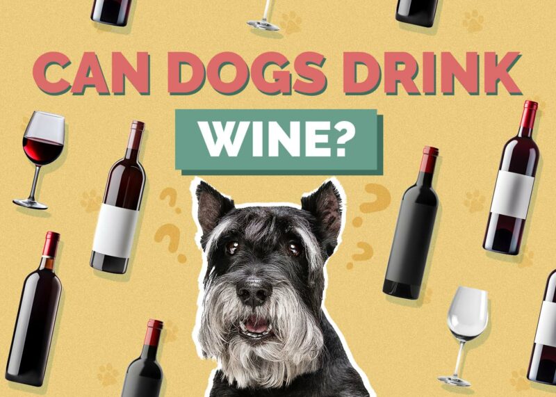 Hepper_Can Dogs Drink_Wine
