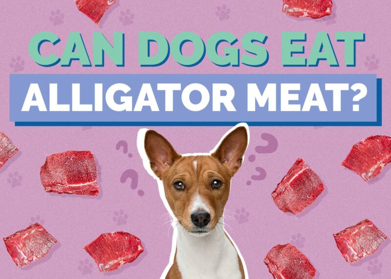 Hepper_Can Dogs Eat_Alligator Meat