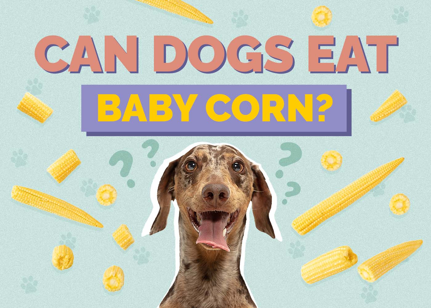 is corn bad for dogs to eat