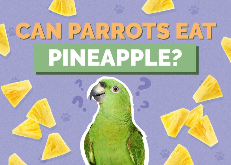 Hepper_Can Parrots Eat_Pineapples