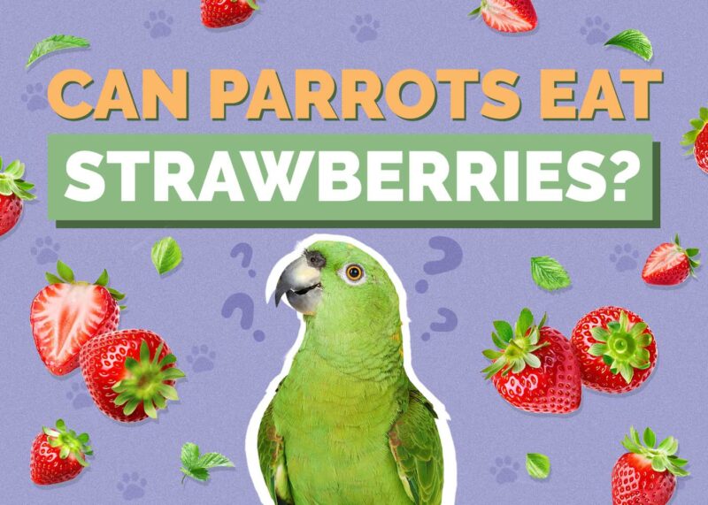Hepper_Can Parrots Eat_Strawberries