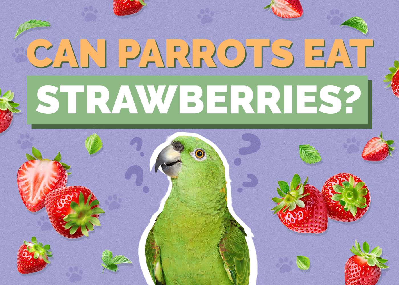 Hepper_Can Parrots Eat_Strawberries