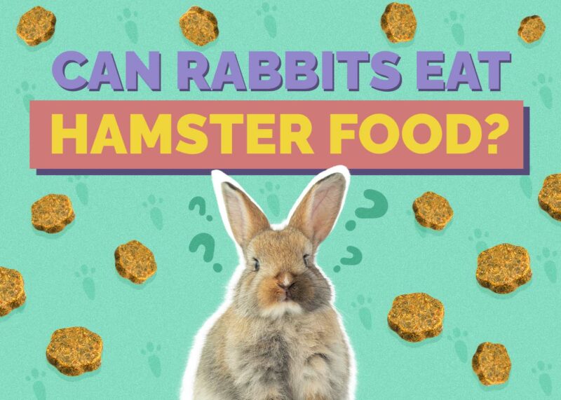 Hepper_Can Rabbits Eat_Hamster Food
