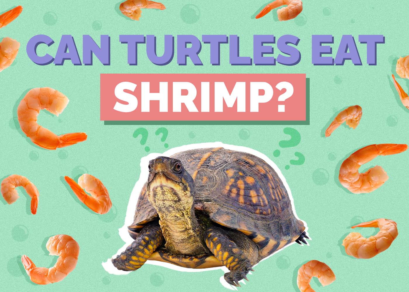 Hepper_Can Turtles Eat_Shrimp