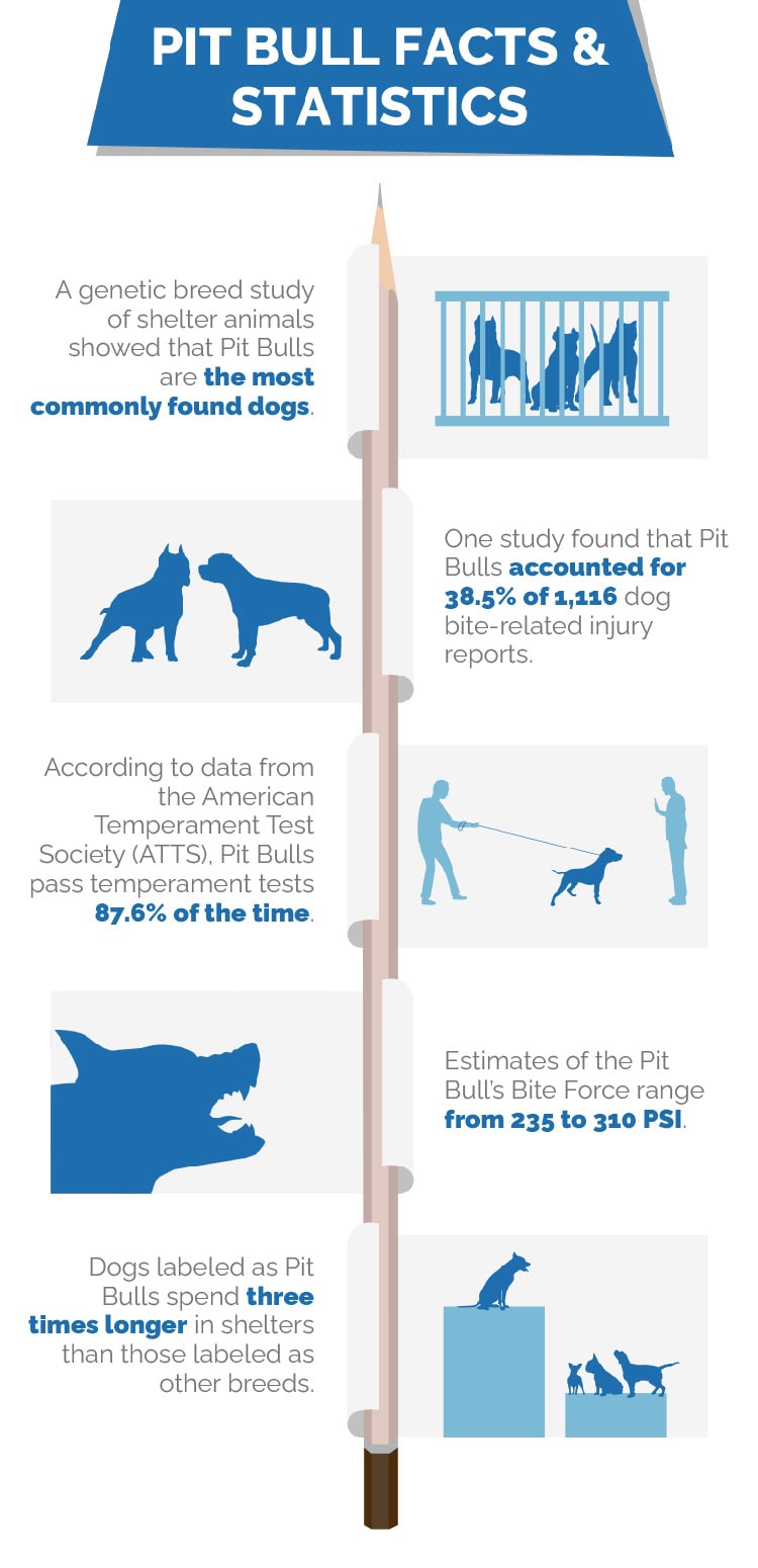 Pit-Bull-Statistics