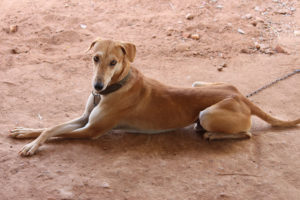 100+ Indian Dog Names: Bollywood & Food Ideas For Your Pet | Hepper Pet