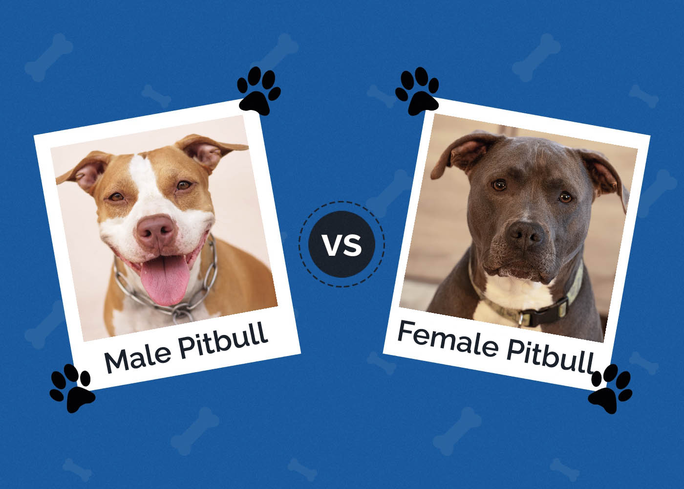 Male vs Female Pitbull