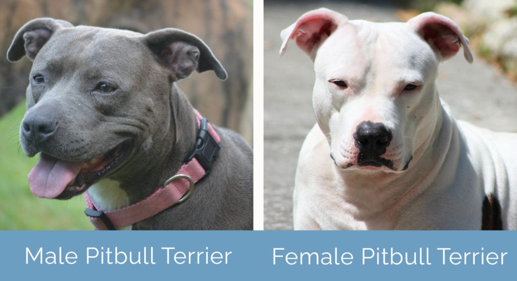 Male vs Female Pitbull side by side