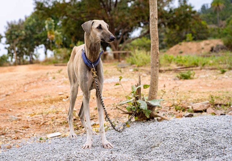 50 Dog Breeds That Start With R – Complete List (With Info & Pictures ...