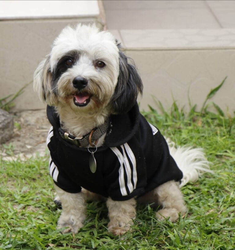 50 Dog Breeds That Start With R – Complete List (With Info & Pictures ...