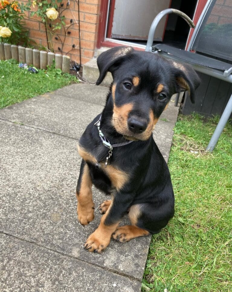 50 Dog Breeds That Start With R – Complete List (With Info & Pictures ...