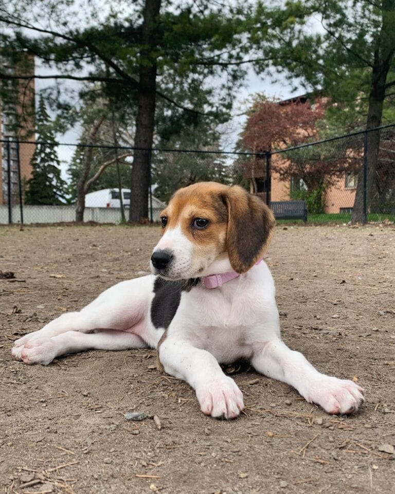 50 Dog Breeds That Start With R – Complete List (With Info & Pictures ...