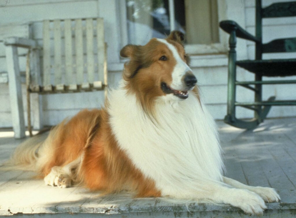Still from Lassie (1994) - Paramount Pictures Corporation