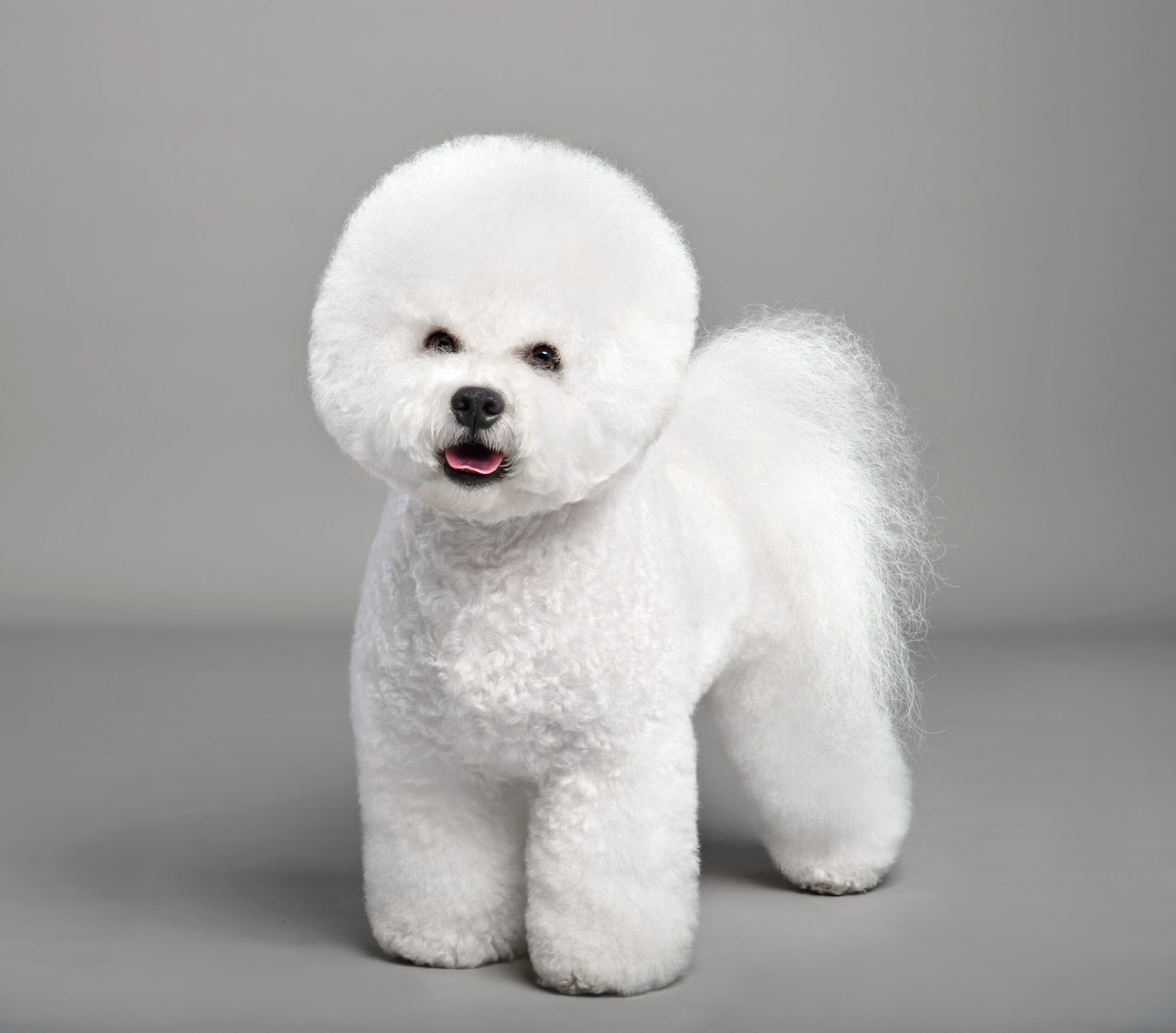Bichon Frise Dog Breed Info Pictures Traits More Hepper Pet 