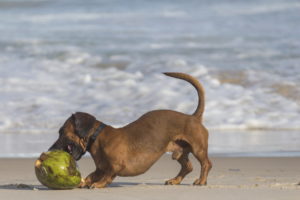 Can Dogs Drink Coconut Water? Nutrition Facts & FAQ Hepper Pet Resources