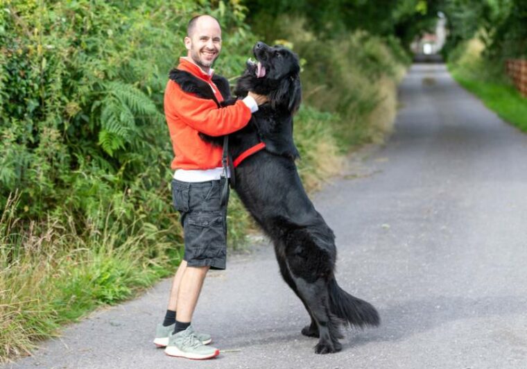 14 Newfoundland Dog Pros Cons You Need to Know Hepper Pet Resources