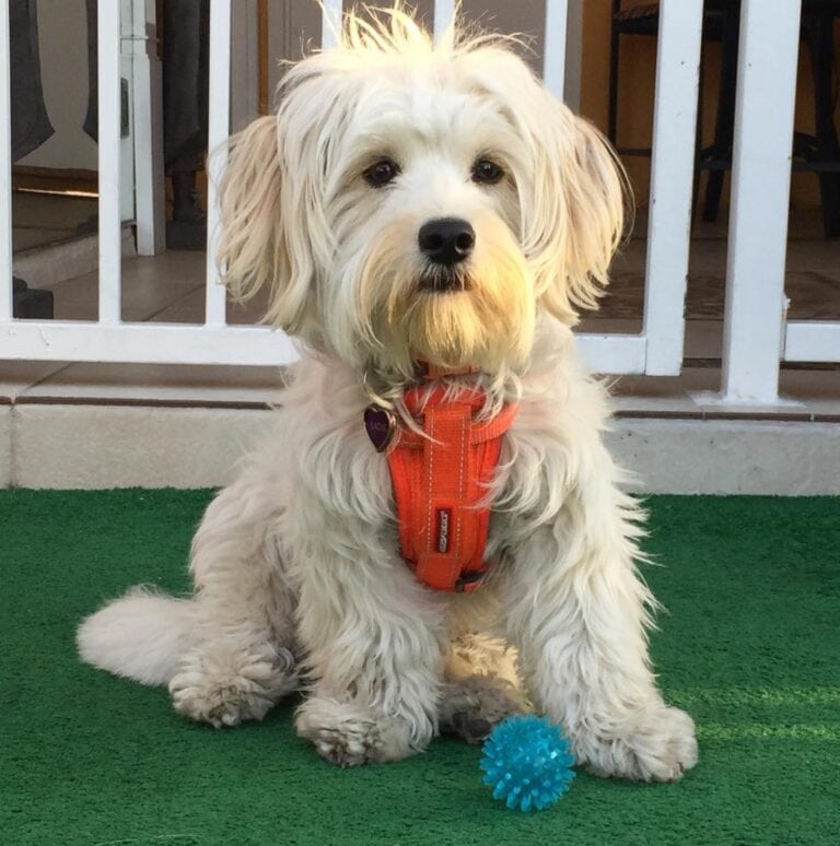 50 Dog Breeds That Start With R – Complete List (With Info & Pictures ...