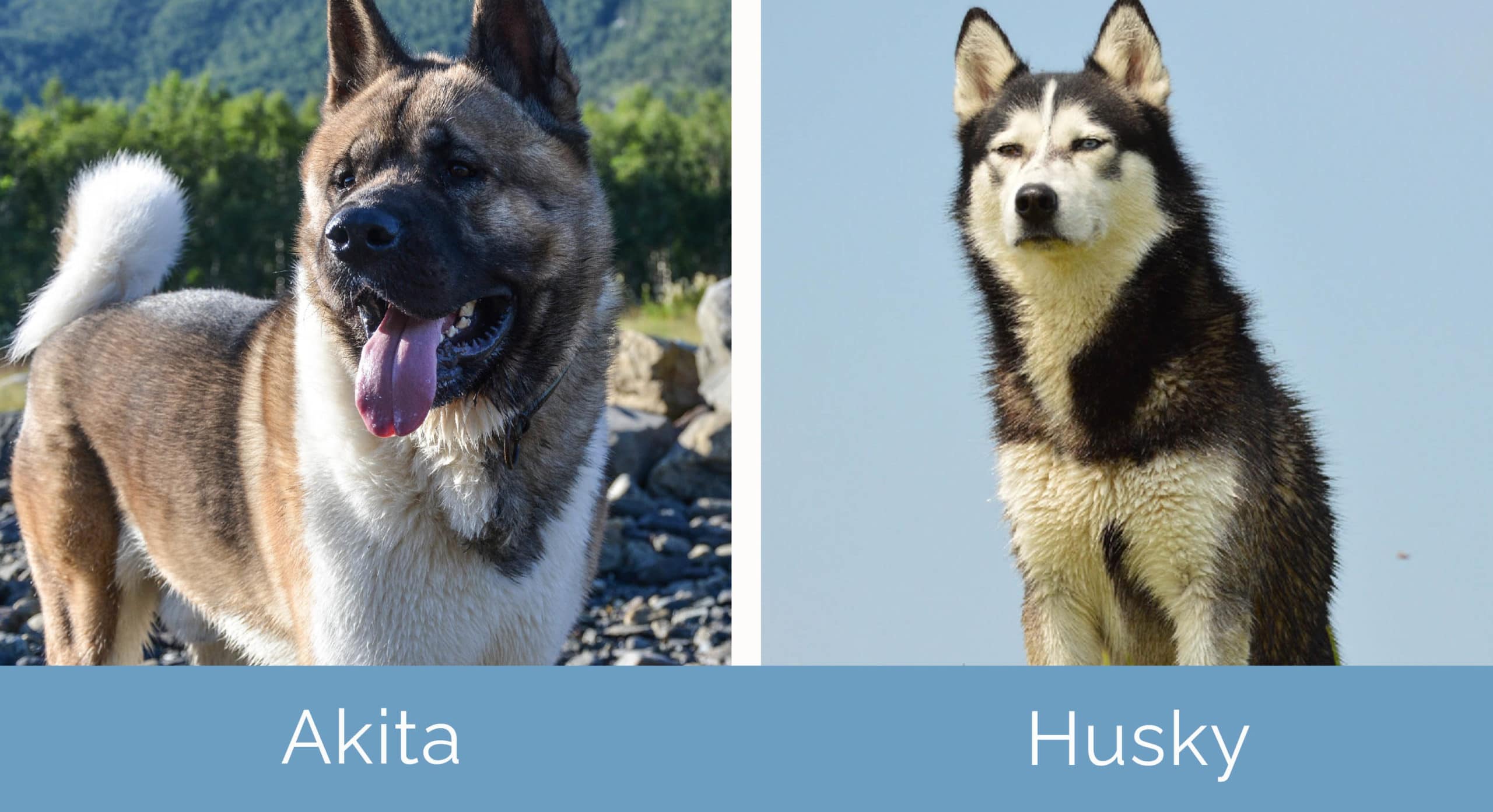 Akita vs Husky side by side