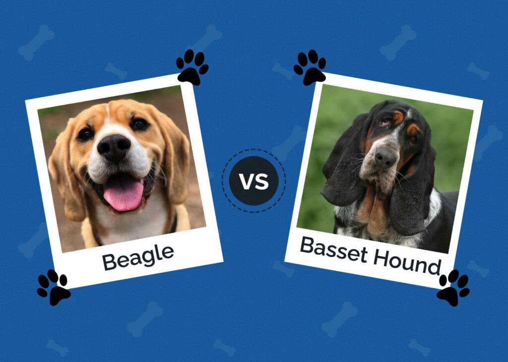 Beagle vs Basset Hound