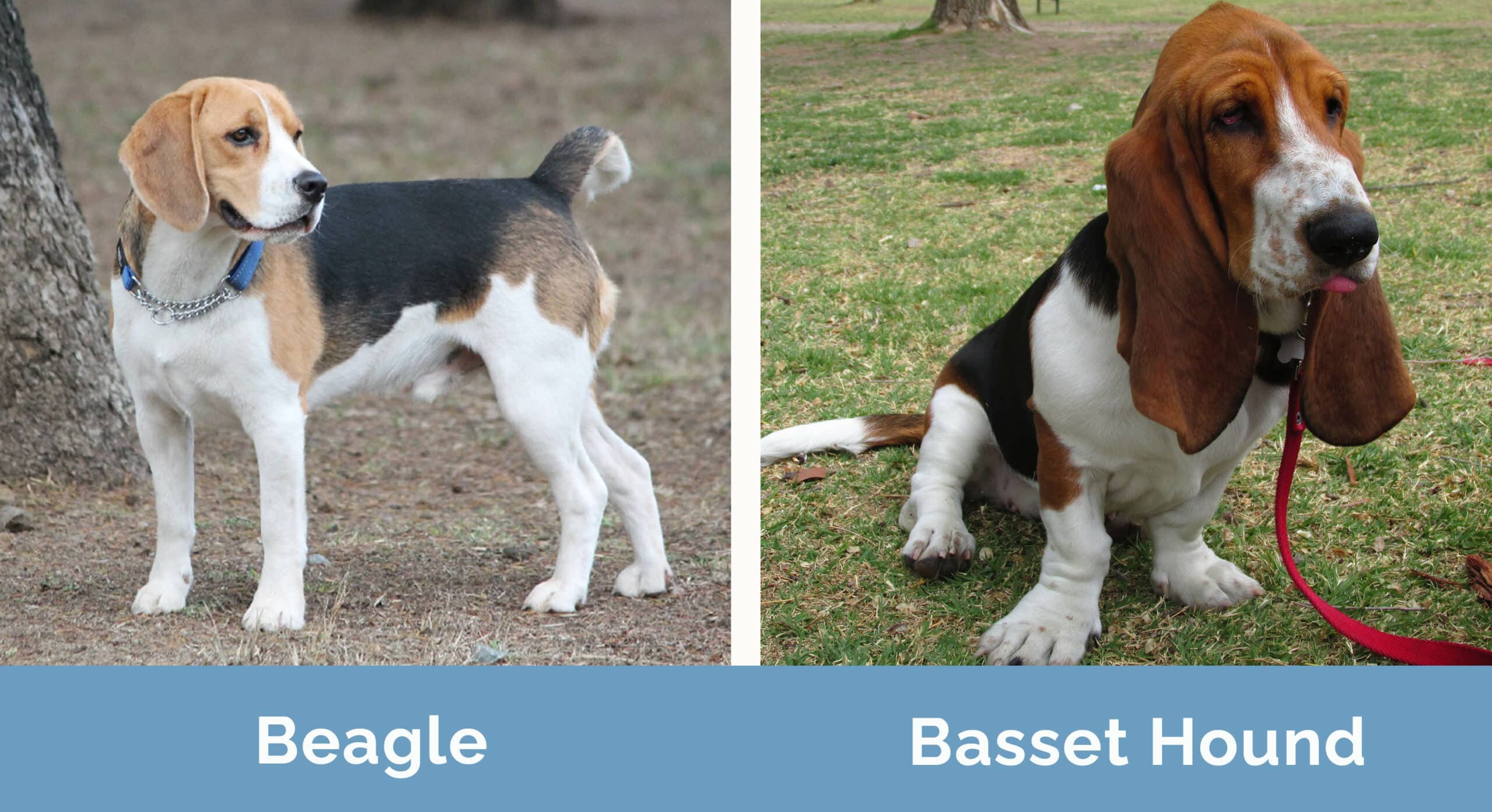 Beagle vs Basset Hound side by side