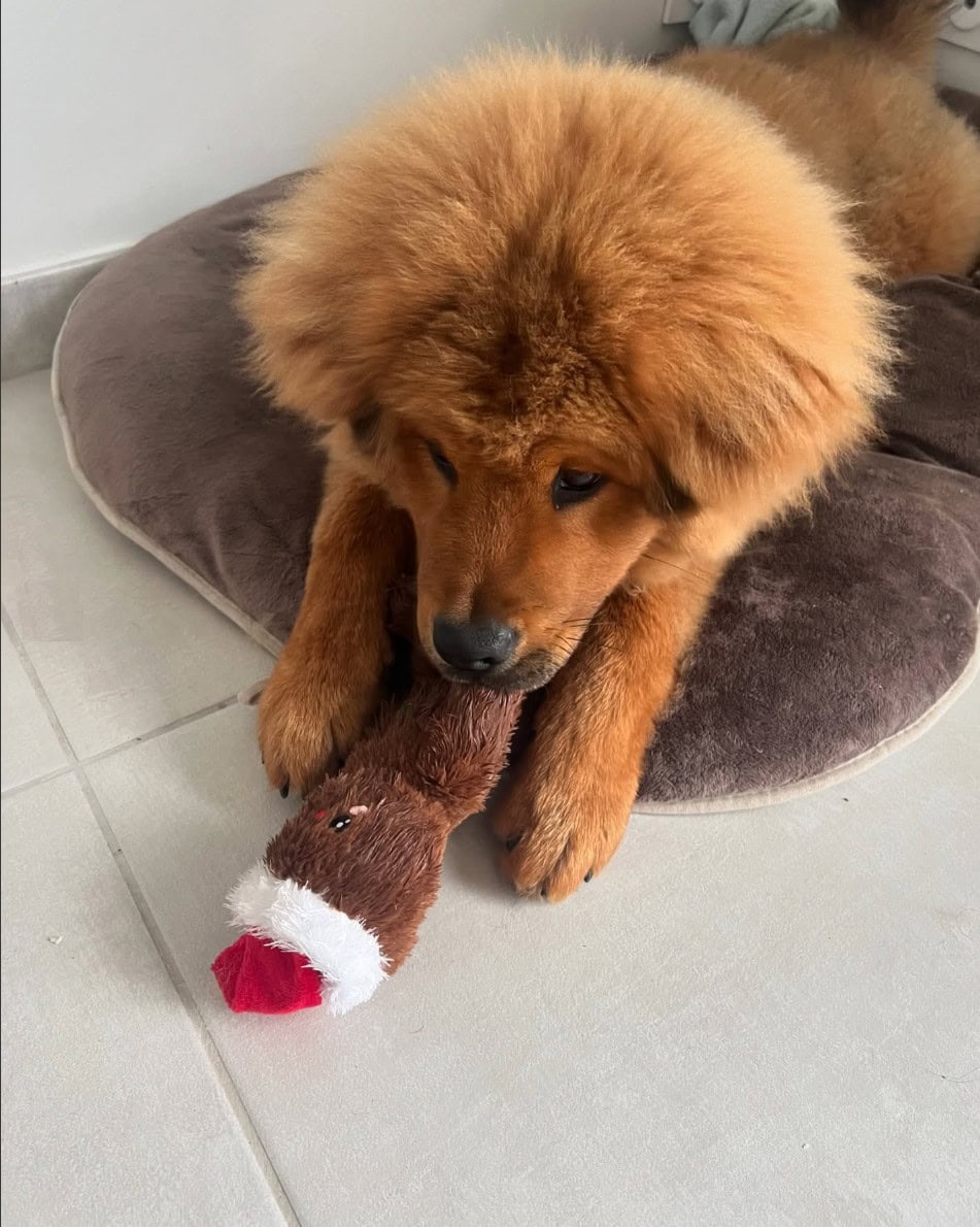 Berner Chow playing with a toy in bed