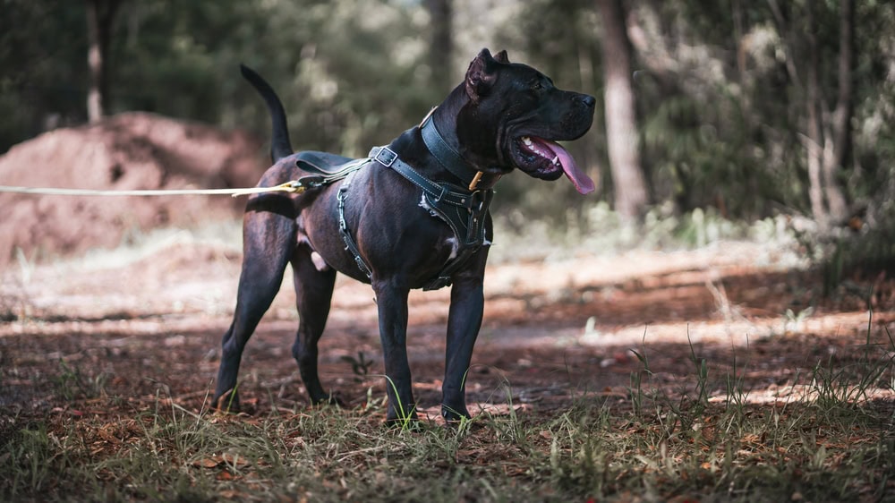 Black Presa Canario wearing a leash and harness outdoors