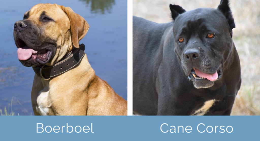 Boerboel vs Cane Corso side by side