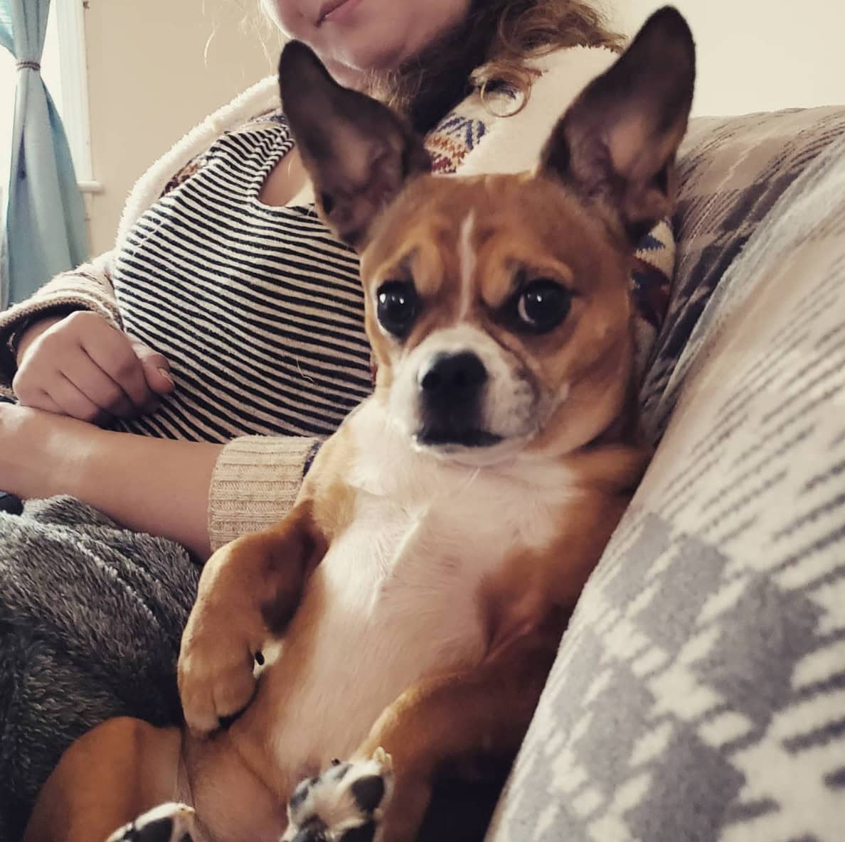 Boxachi sitting on a couch with their owner