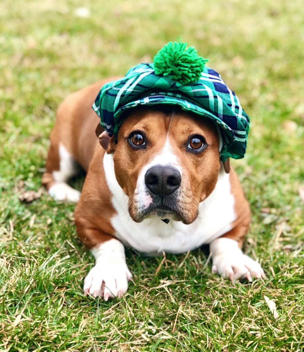 Bulldog Dachshund Mix Bulldach sitting on a grass in a hat